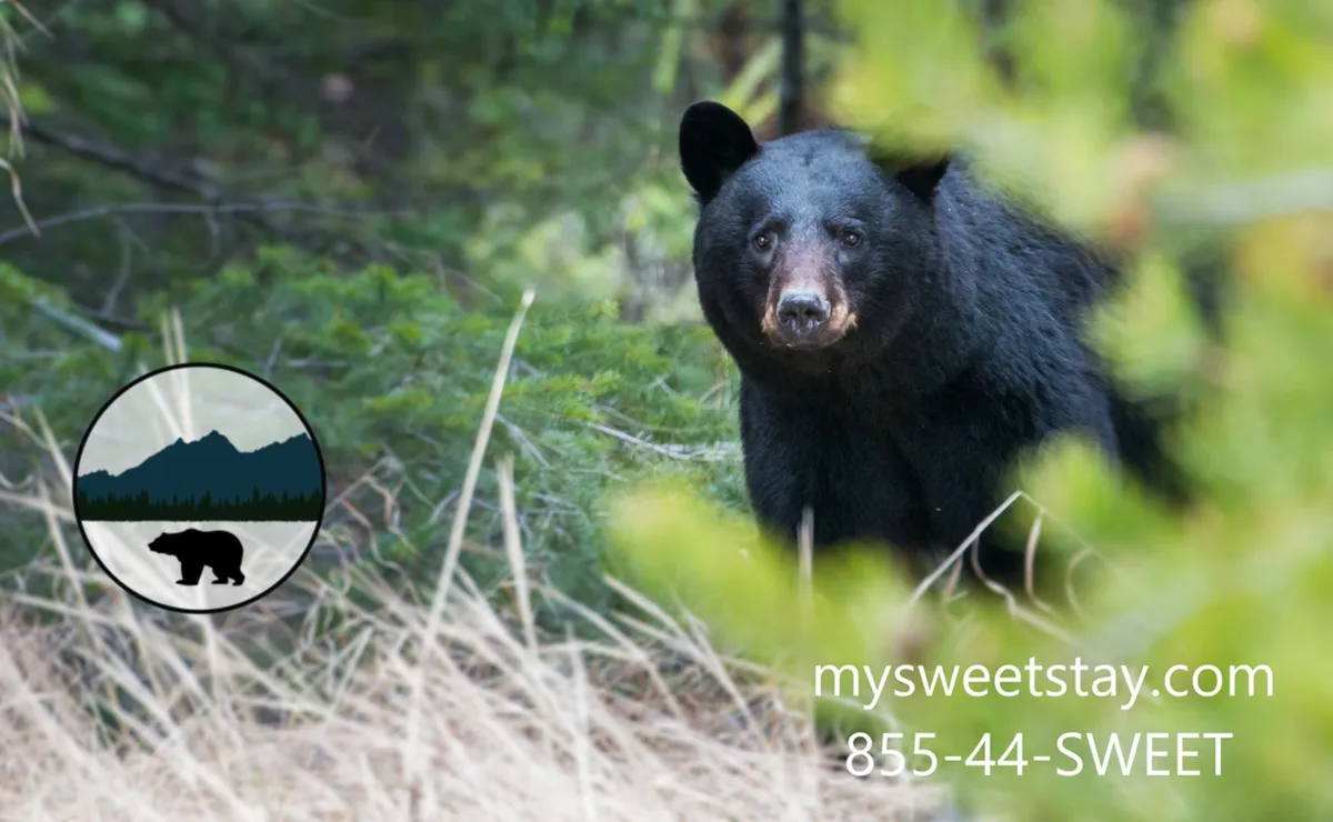 A black bear is pictured among lush greenery and forest underbrush, capturing the spirit of local wildlife and the area's adventurous atmosphere. The scene is both tranquil and exciting, suggesting opportunities for nature exploration and wildlife observation.